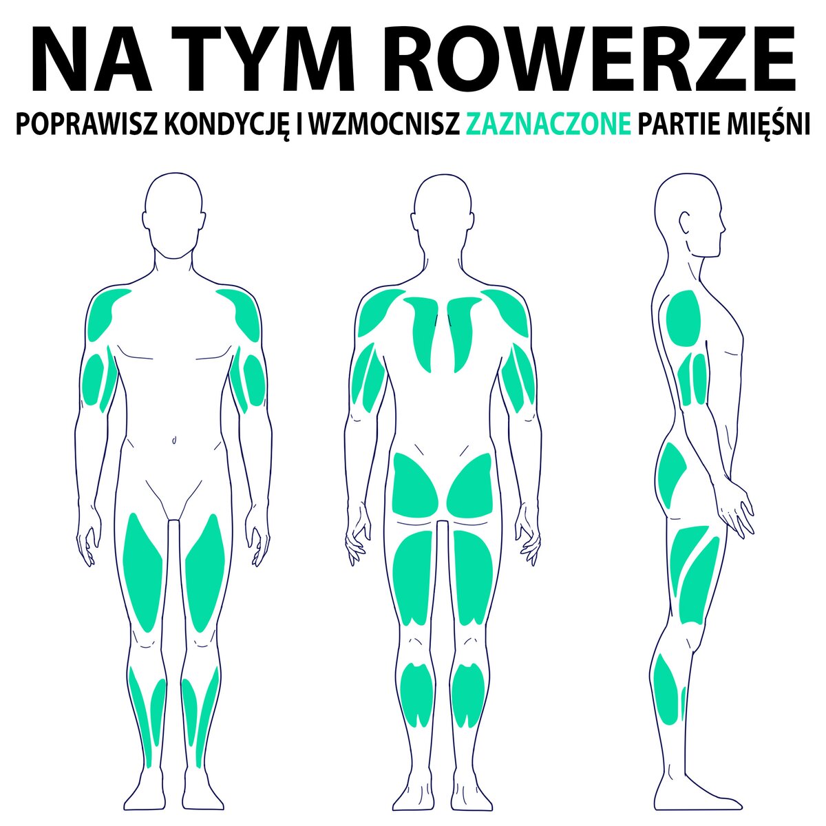 Rower spinningowy HERTZ FITNESS XR770 Pro cena, opinie, dane