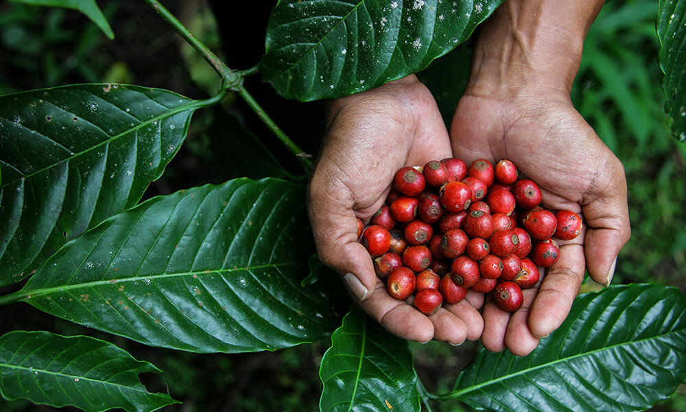 Kawa ziarnista TCHIBO Barista Espresso 1kg fairtrade sprawiedliwy handel