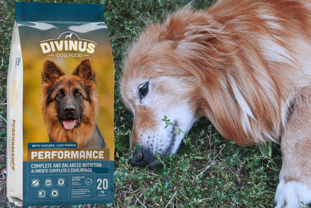 Karma dla psa DIVINUS Performance Kurczak 20 kg dawkowanie analiza sklad