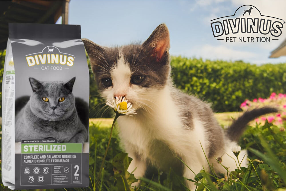 Karma dla kota DIVINUS Cat Sterilized Kurczak 2 kg naturalne składniki