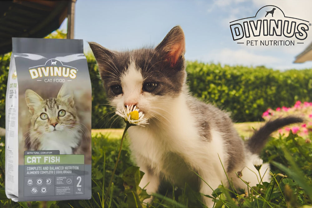 Karma dla kota DIVINUS Cat Meat Mięsny 2 kg naturalne składniki