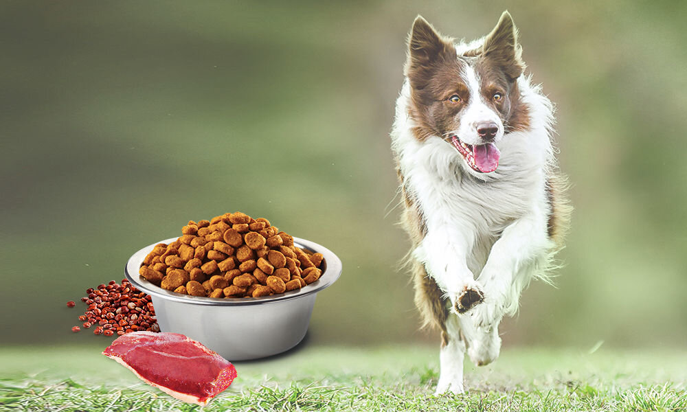 Karma dla psa FARMINA N&D Quinoa Nutered Kaczka z brokułami i szparagami Adult Mini 7 kg naturalne składniki wielkość krokietów