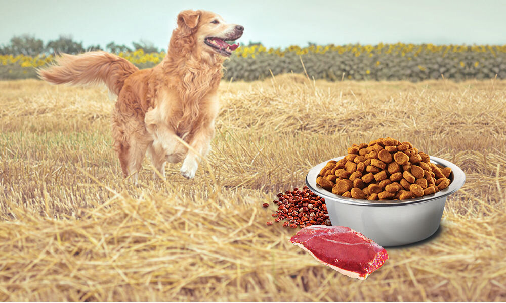 Karma dla psa FARMINA N&D Quinoa Nutered Kaczka z brokułami i szparagami Adult Mini 7 kg witaminy pierwiastki aminokwasy